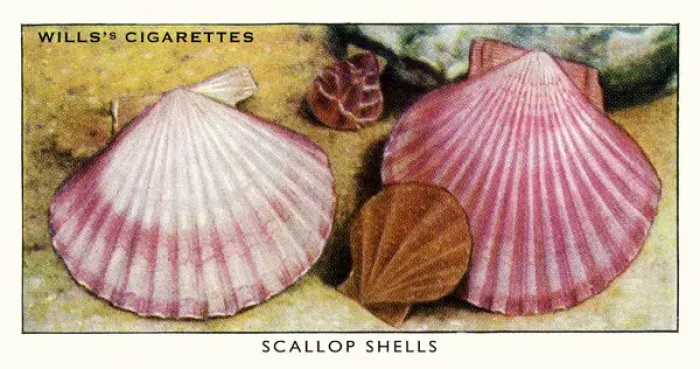 Framed Print : Wills cigarette card - Scallop shells Framed Print : Wills cigarette card - Scallop shells