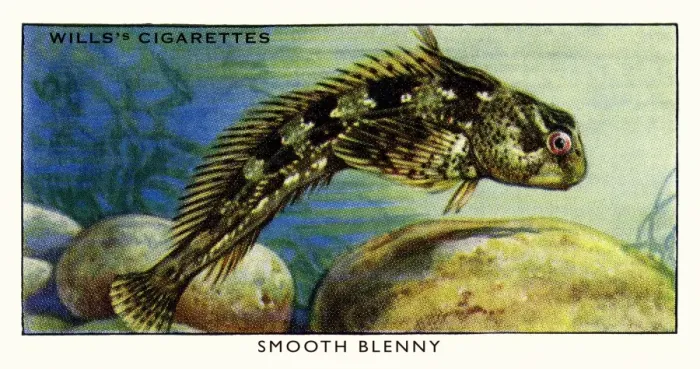 Framed Print : Wills cigarette card - Smooth Blenny Framed Print : Wills cigarette card - Smooth Blenny