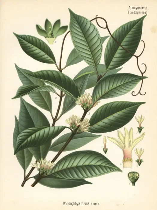 Framed Print : Willughbeia coriacea Framed Print : Willughbeia coriacea