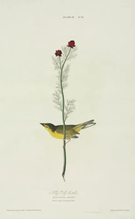 Framed Print : Wilsonia citrina, hooded warbler Framed Print : Wilsonia citrina, hooded warbler
