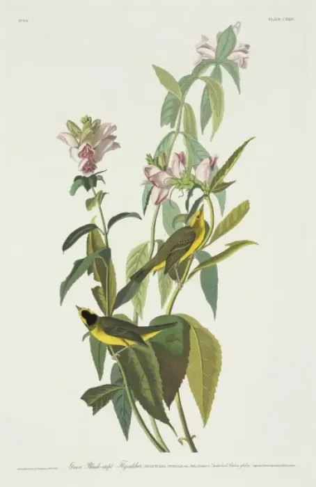 Framed Print : Wilsonia pusilla, Wilsons warbler Framed Print : Wilsonia pusilla, Wilsons warbler