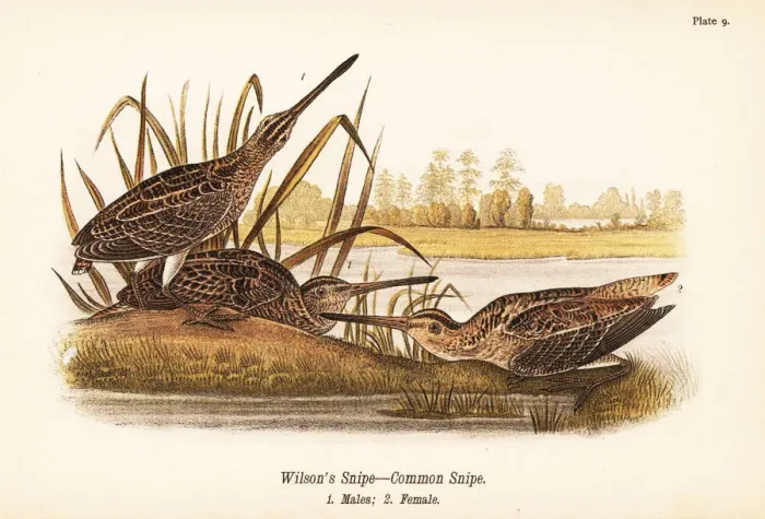 Framed Print : Wilsons snipe or common snipe, Gallinago delicata Framed Print : Wilsons snipe or common snipe, Gallinago delicata