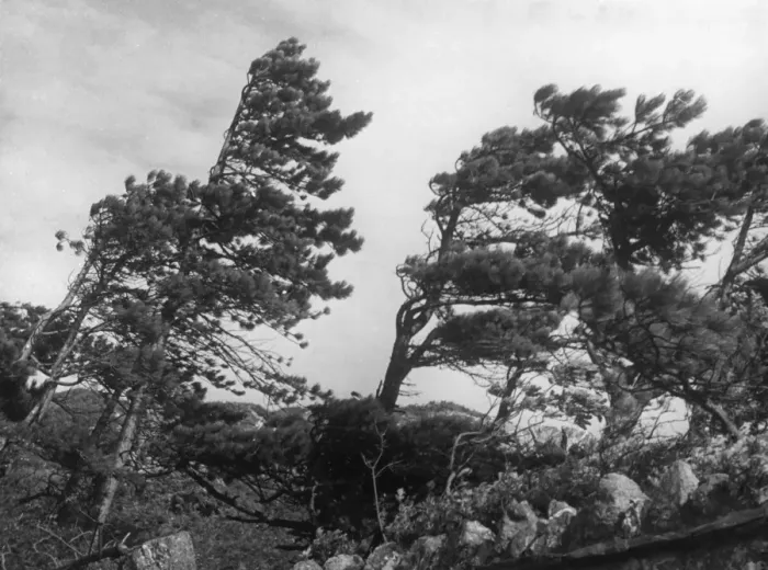 Framed Print : Windblown Fir Trees Framed Print : Windblown Fir Trees