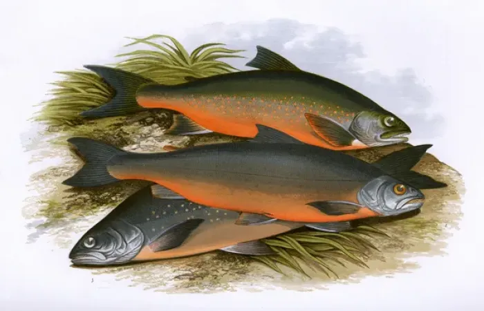 Framed Print : Windermere Charr, Coles Charr and Grays Charr Framed Print : Windermere Charr, Coles Charr and Grays Charr