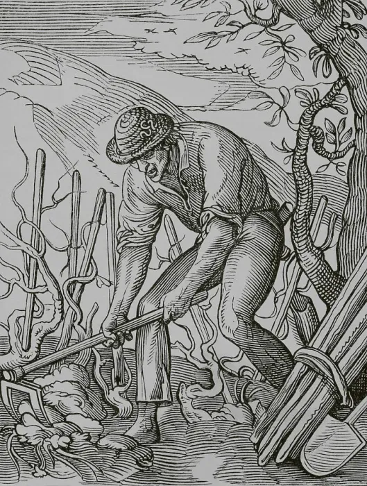 Framed Print : The wine grower, 16th century. Engraving Framed Print : The wine grower, 16th century. Engraving