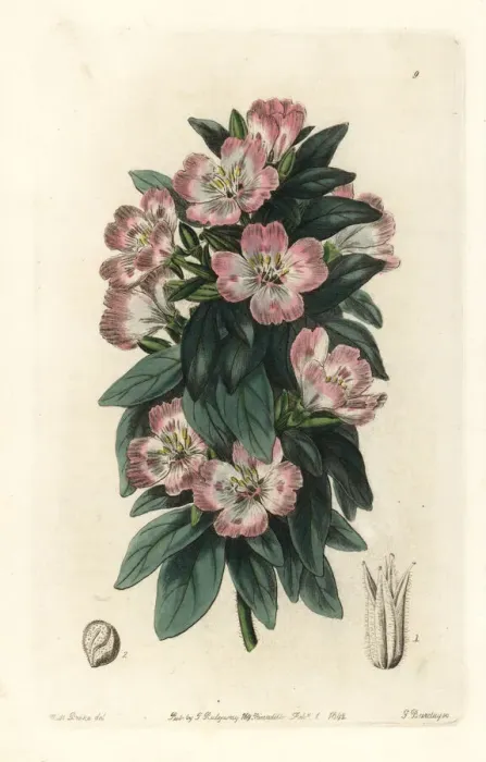 Framed Print : Winecup fairyfan, Clarkia purpurea subsp. quadrivulnera Framed Print : Winecup fairyfan, Clarkia purpurea subsp. quadrivulnera