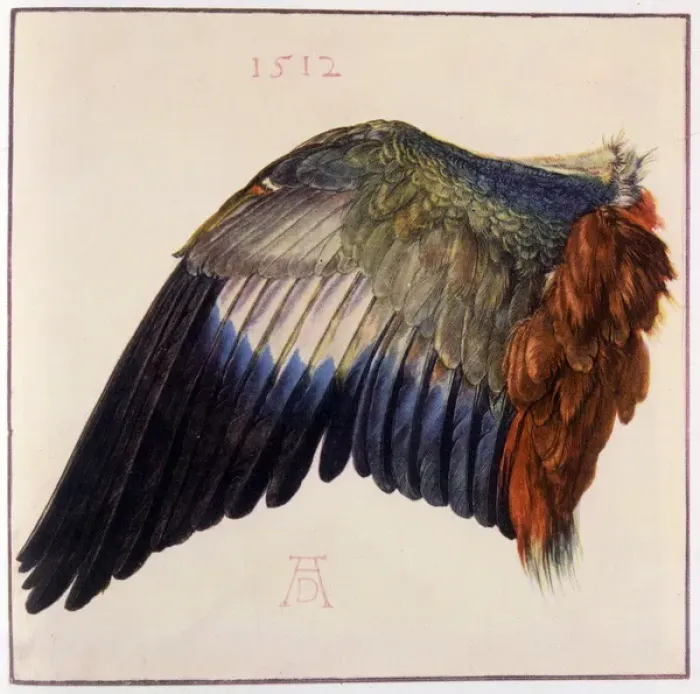 Framed Print : Wing by Durer Framed Print : Wing by Durer