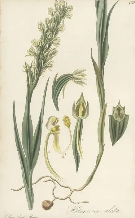 Framed Print : Winged bog orchid, Habenaria alata Framed Print : Winged bog orchid, Habenaria alata