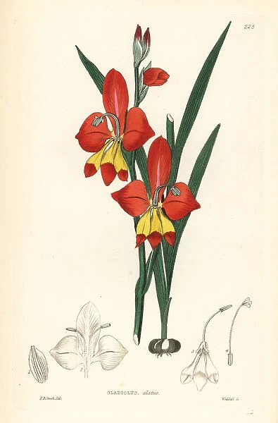 Winged-flowered cornflag, Gladiolus alatus