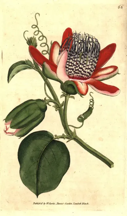Framed Print : Winged passionflower, Passiflora alata