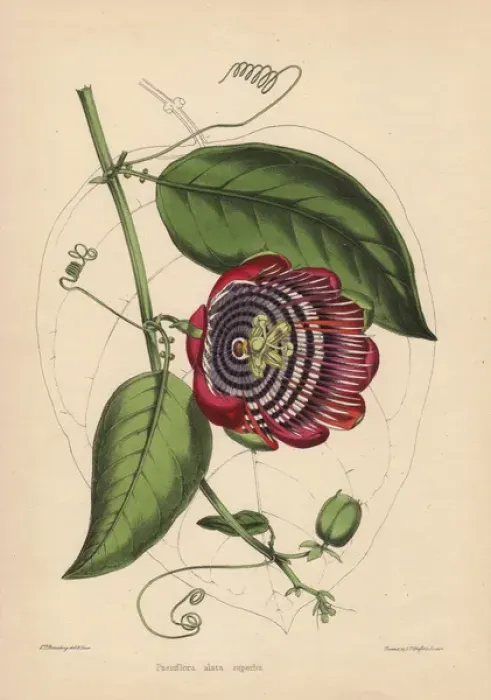 Framed Print : Winged-stem passion flower with crimson, purple Framed Print : Winged-stem passion flower with crimson, purple