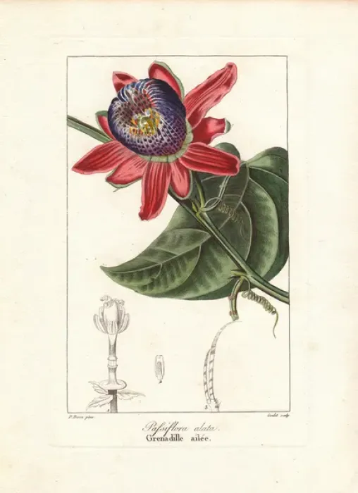 Framed Print : Winged-stem passion flower, Passiflora alata Framed Print : Winged-stem passion flower, Passiflora alata