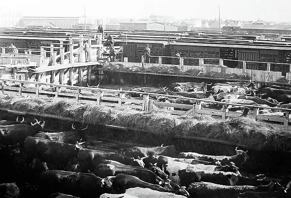 Winnepeg Stock yards, Canada, early 1900s
