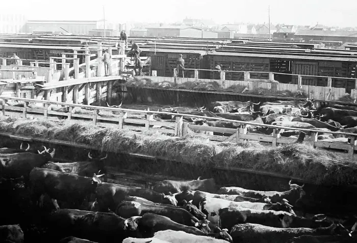 Framed Print : Winnepeg Stock yards, Canada, early 1900s Framed Print : Winnepeg Stock yards, Canada, early 1900s