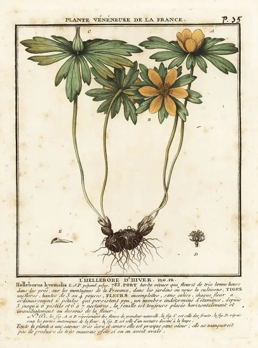 Framed Print : Winter aconite, Eranthis hyemalis