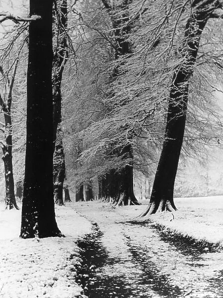 Winter Beech Trees