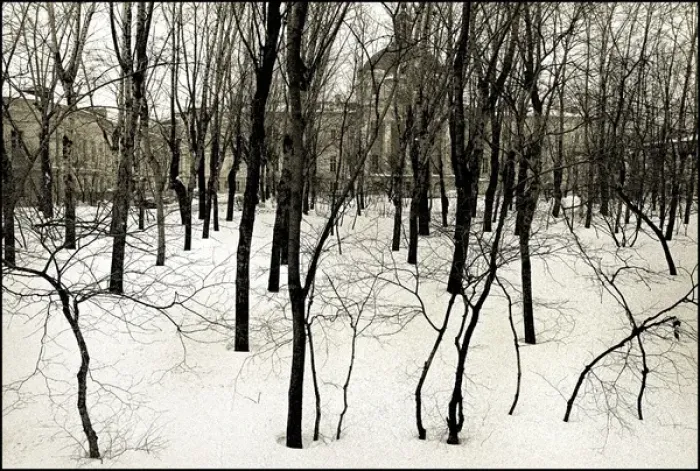 Framed Print : Winter birch trees, Moscow Framed Print : Winter birch trees, Moscow