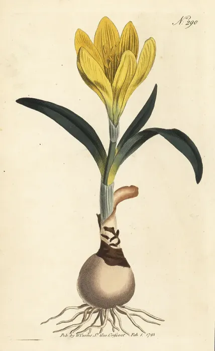 Framed Print : Winter daffodil, Sternbergia lutea Framed Print : Winter daffodil, Sternbergia lutea