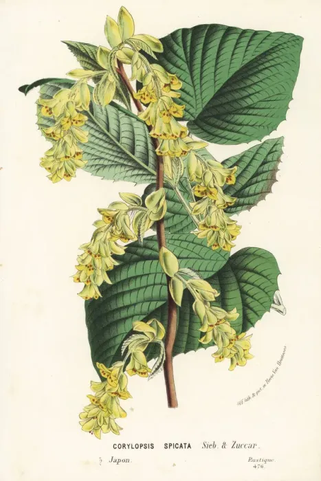 Framed Print : Winter hazel, Corylopsis spicata Framed Print : Winter hazel, Corylopsis spicata
