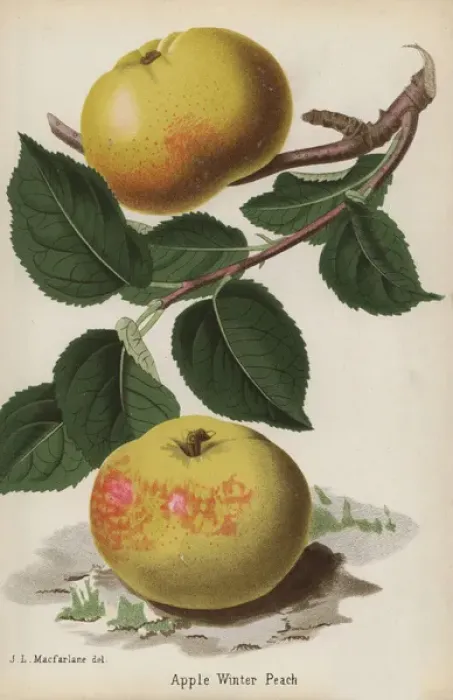 Framed Print : Winter Peach apple variety, Malus domestica Framed Print : Winter Peach apple variety, Malus domestica