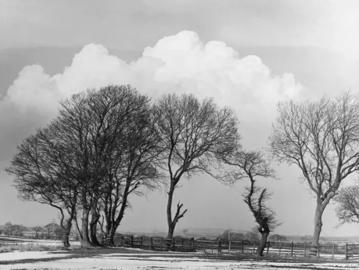 Framed Print : Winter Trees