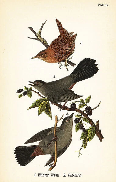 Winter wren and gray catbird