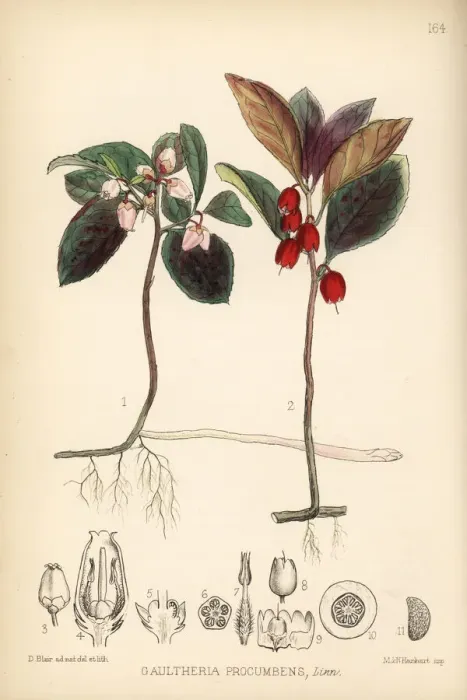Framed Print : Wintergreen or mountain tea, Gaultheria procumbens Framed Print : Wintergreen or mountain tea, Gaultheria procumbens