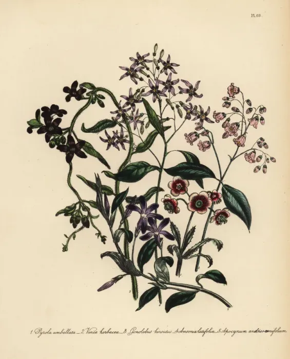 Framed Print : Wintergreen, periwinkle and dogs bane species Framed Print : Wintergreen, periwinkle and dogs bane species