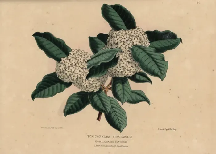 Framed Print : Wintersweet or Bushmans Poison, Acokanthera Framed Print : Wintersweet or Bushmans Poison, Acokanthera