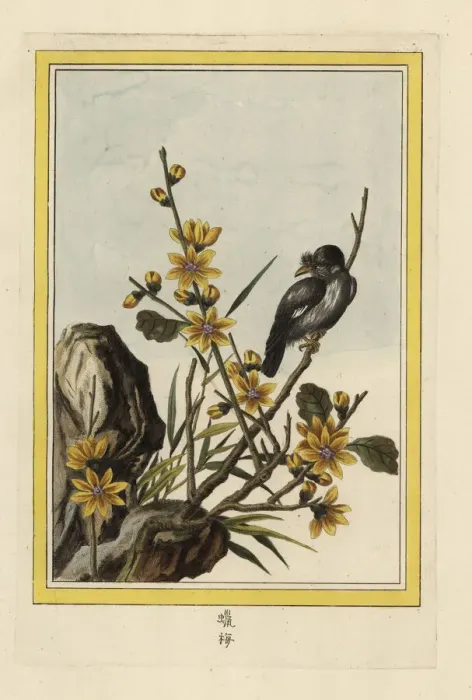 Framed Print : Wintersweet or Japanese allspice, Chimonanthus praecox Framed Print : Wintersweet or Japanese allspice, Chimonanthus praecox