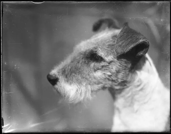 Framed Print : WIRE FOX TERRIER Framed Print : WIRE FOX TERRIER