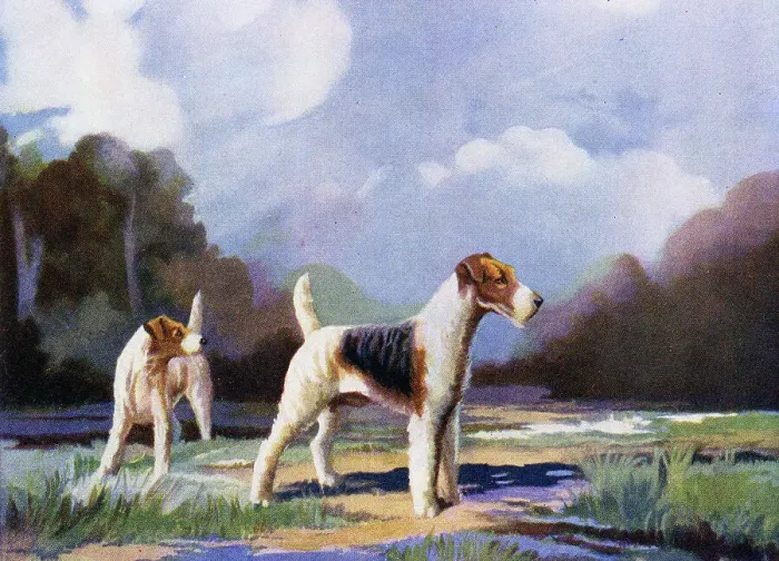 Framed Print : Wire- Haired Fox Terriers Framed Print : Wire- Haired Fox Terriers