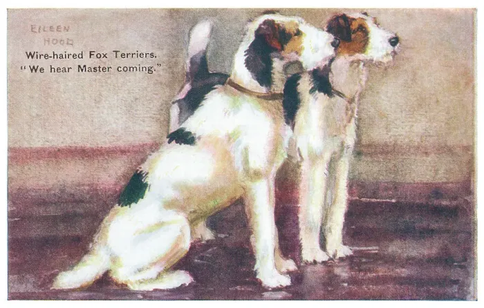 Framed Print : Wire-haired Fox Terriers Framed Print : Wire-haired Fox Terriers