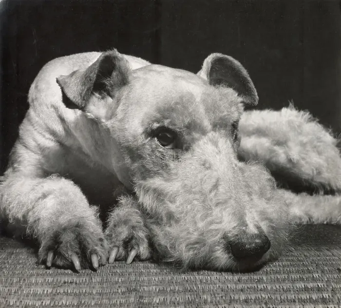 Framed Print : Wire Haired Terrier Framed Print : Wire Haired Terrier