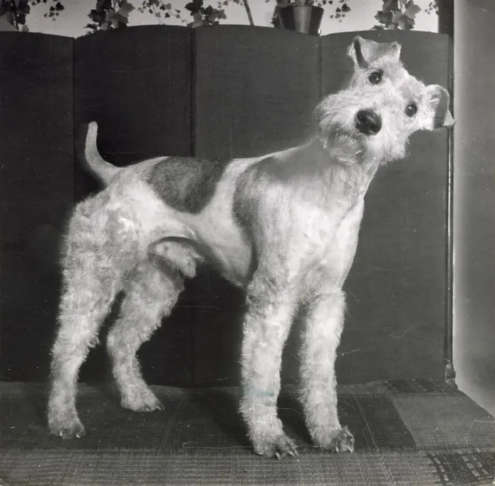 Framed Print : Wire Haired Terrier Framed Print : Wire Haired Terrier