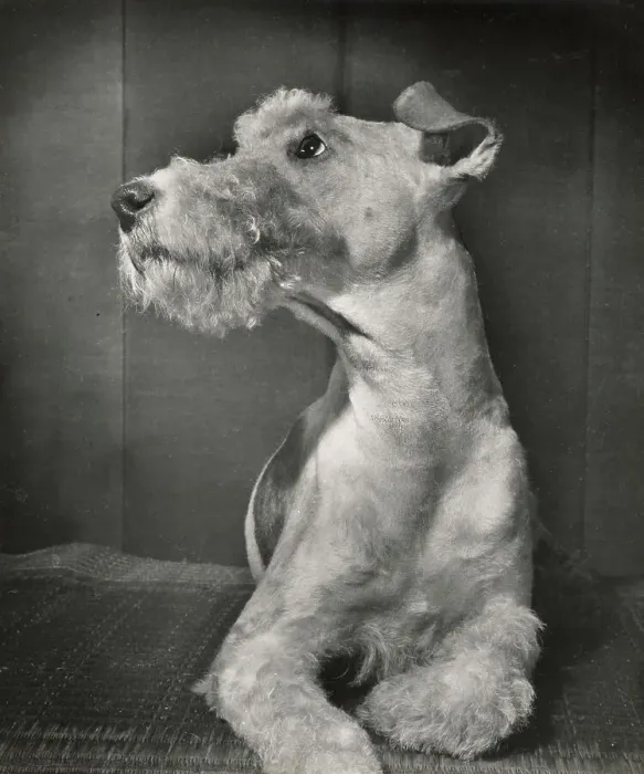 Framed Print : Wire Haired Terrier Framed Print : Wire Haired Terrier