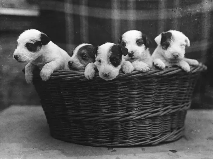 Framed Print : WIRE HAIRED TERRIER PUPS Framed Print : WIRE HAIRED TERRIER PUPS