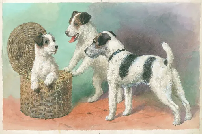 Framed Print : Wire-haired Terriers Framed Print : Wire-haired Terriers