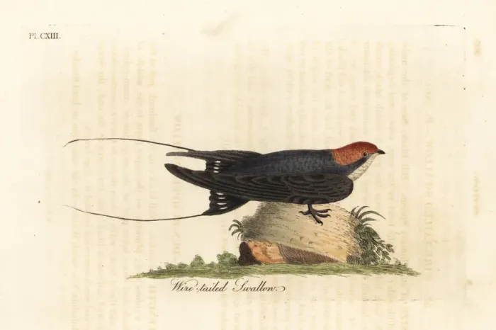 Framed Print : Wire-tailed swallow, Hirundo smithii Framed Print : Wire-tailed swallow, Hirundo smithii
