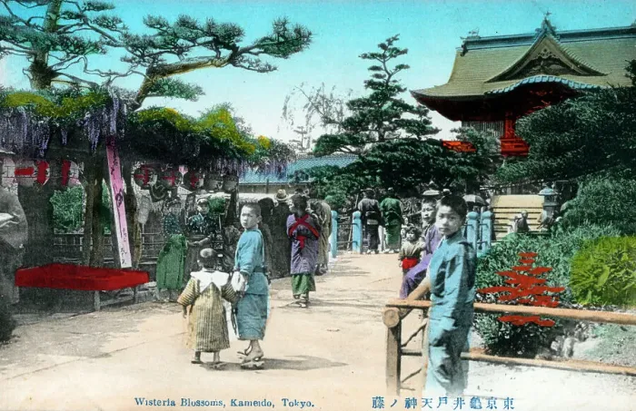 Framed Print : Wisteria Blossom - Kameido Tenjin Shrine, Tokyo, Japan Framed Print : Wisteria Blossom - Kameido Tenjin Shrine, Tokyo, Japan
