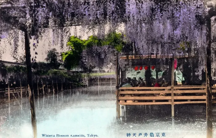 Framed Print : Wisteria Blossom - Kameido Tenjin Shrine, Tokyo, Japan Framed Print : Wisteria Blossom - Kameido Tenjin Shrine, Tokyo, Japan