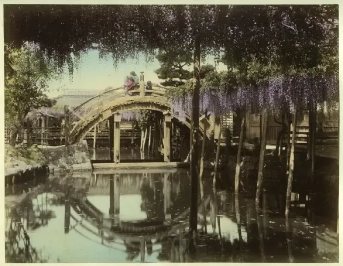 Framed Print : Wisteria at Kameido, Tokyo Framed Print : Wisteria at Kameido, Tokyo