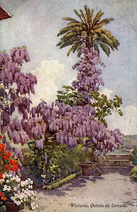 Framed Print : Wisteria, Quinta da Levada, Madeira Framed Print : Wisteria, Quinta da Levada, Madeira