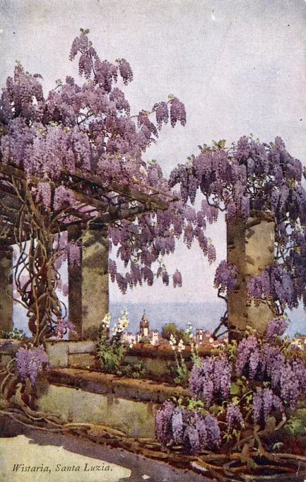 Framed Print : Wisteria, Santa Luzia, Funchal, Madeira Framed Print : Wisteria, Santa Luzia, Funchal, Madeira
