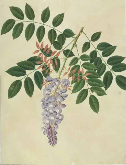 Framed Print : Wisteria sp Framed Print : Wisteria sp