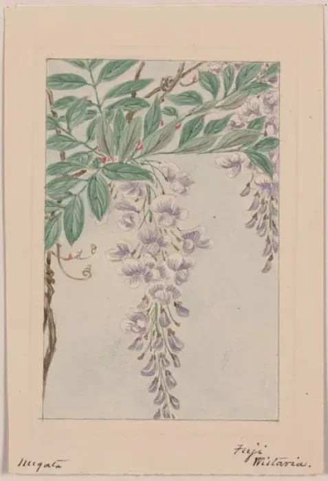 Framed Print : Wisteria vine with leaves and blossoms Framed Print : Wisteria vine with leaves and blossoms