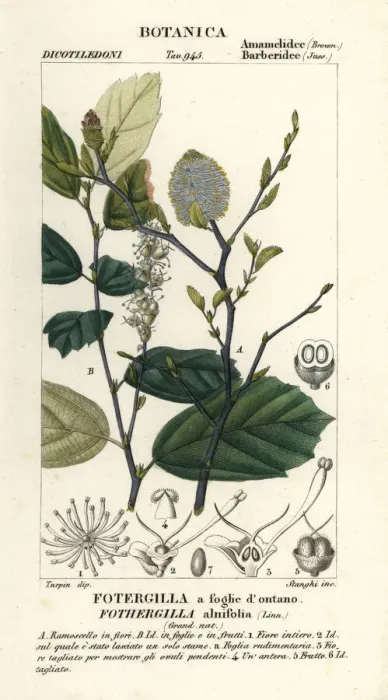 Framed Print : Witch elder, Fothergilla gardenii Framed Print : Witch elder, Fothergilla gardenii