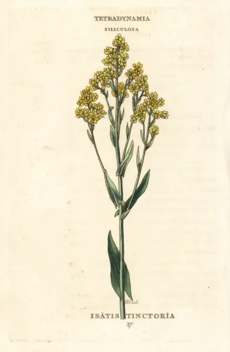 Framed Print : Woad, Isatis tinctoria Framed Print : Woad, Isatis tinctoria