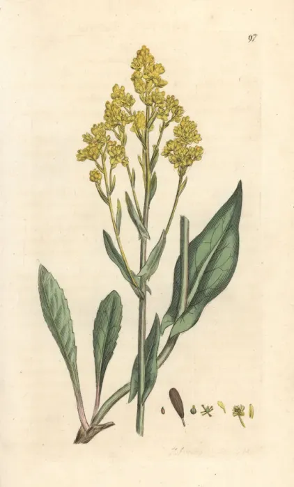 Framed Print : Woad, Isatis tinctoria Framed Print : Woad, Isatis tinctoria