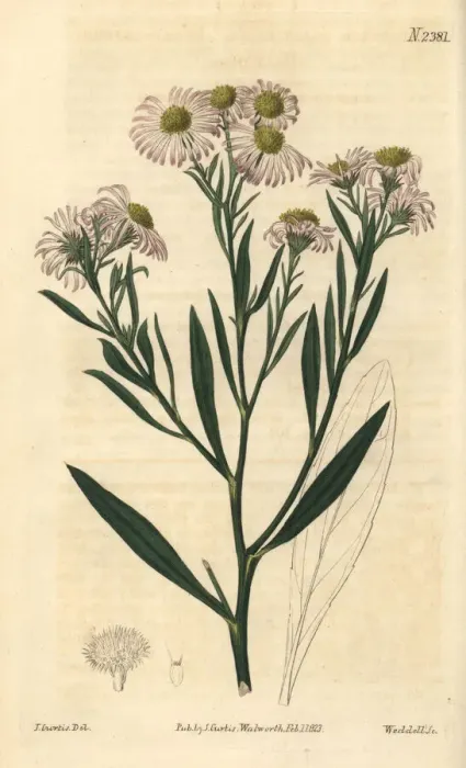 Framed Print : Woad-leaved boltonia, Boltonia glastifolia Framed Print : Woad-leaved boltonia, Boltonia glastifolia